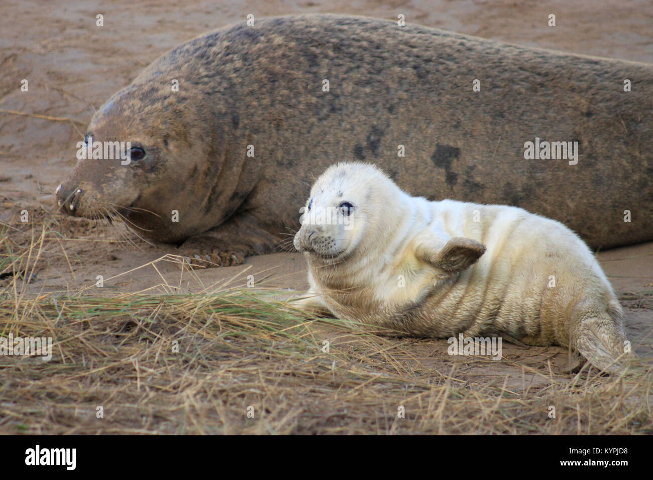 Les Bebes Phoques A Fourrure Mignon Bebe Animal Phoque Gris Au Donna Nook Lincolnshire Coast Novembre 17 Pup On Dirait Que C Est En Agitant Ses Nageoires Avant Photo Stock Alamy Les Bebes Phoques A Fourrure Mignon Bebe Animal Phoque Gris Au Donna Nook Lincolnshire Coast Novembre 17 Pup On Dirait Que C Est En Agitant Ses Nageoires Avant Photo Stock Alamy