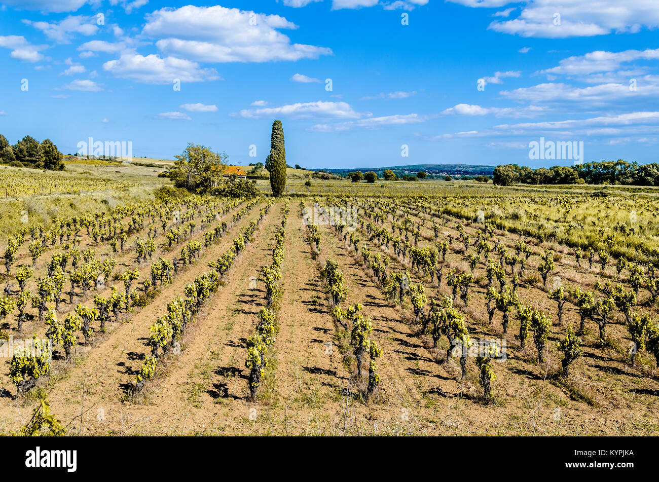 Domaine de la culture des vignobles français, région de l'Occitanie, dans les environs de la ville de Narbonne. Banque D'Images