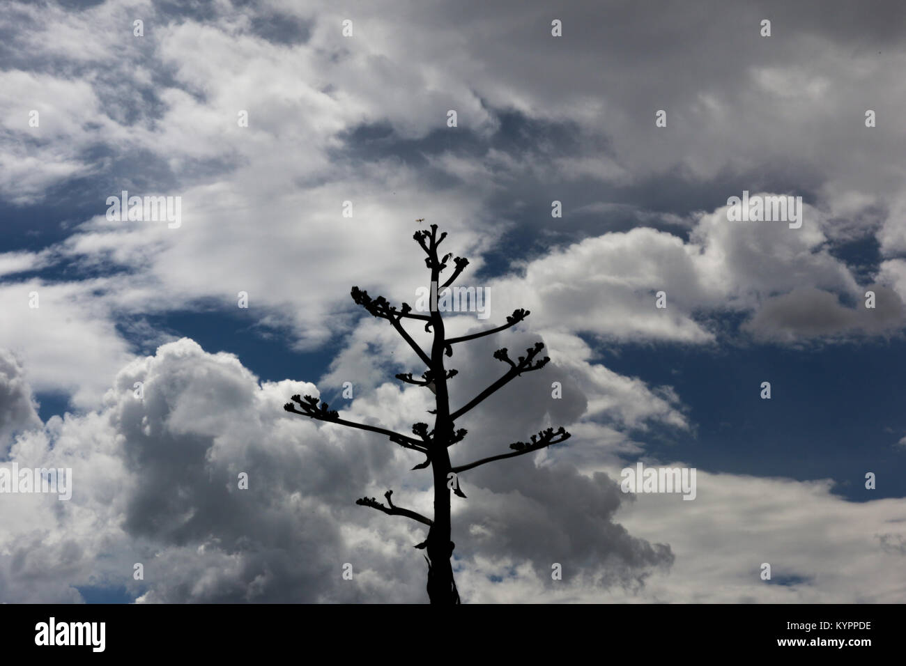 Fleur d'Agave dans un ciel mexicain. Banque D'Images