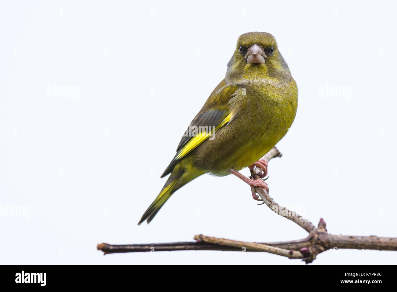 Un portrait d'un verdier perché sur une branche à l'avant isolés contre un ciel clair Banque D'Images