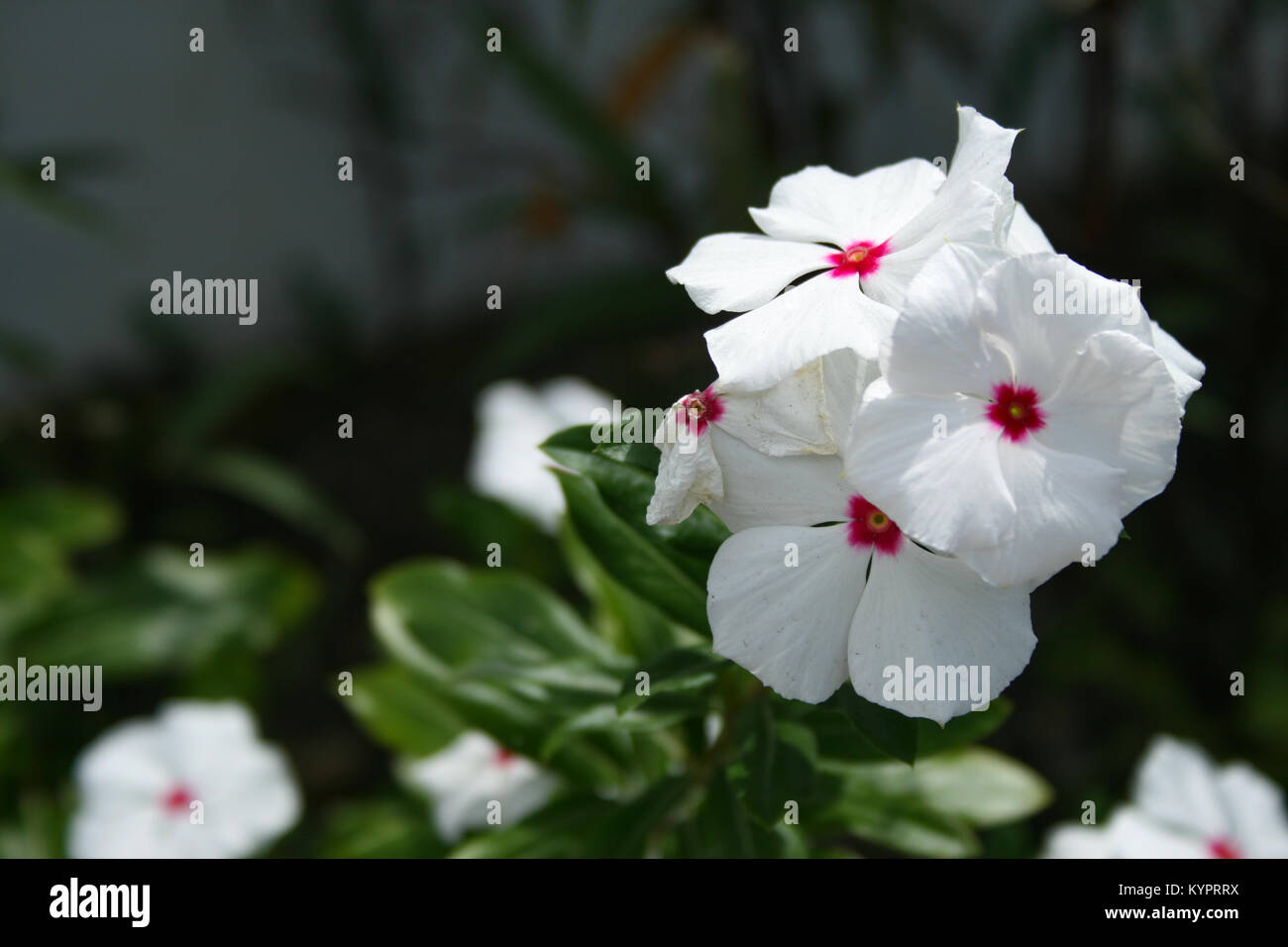 Fleurs blanches exotiques sur l'île de St Martin Photo Stock - Alamy