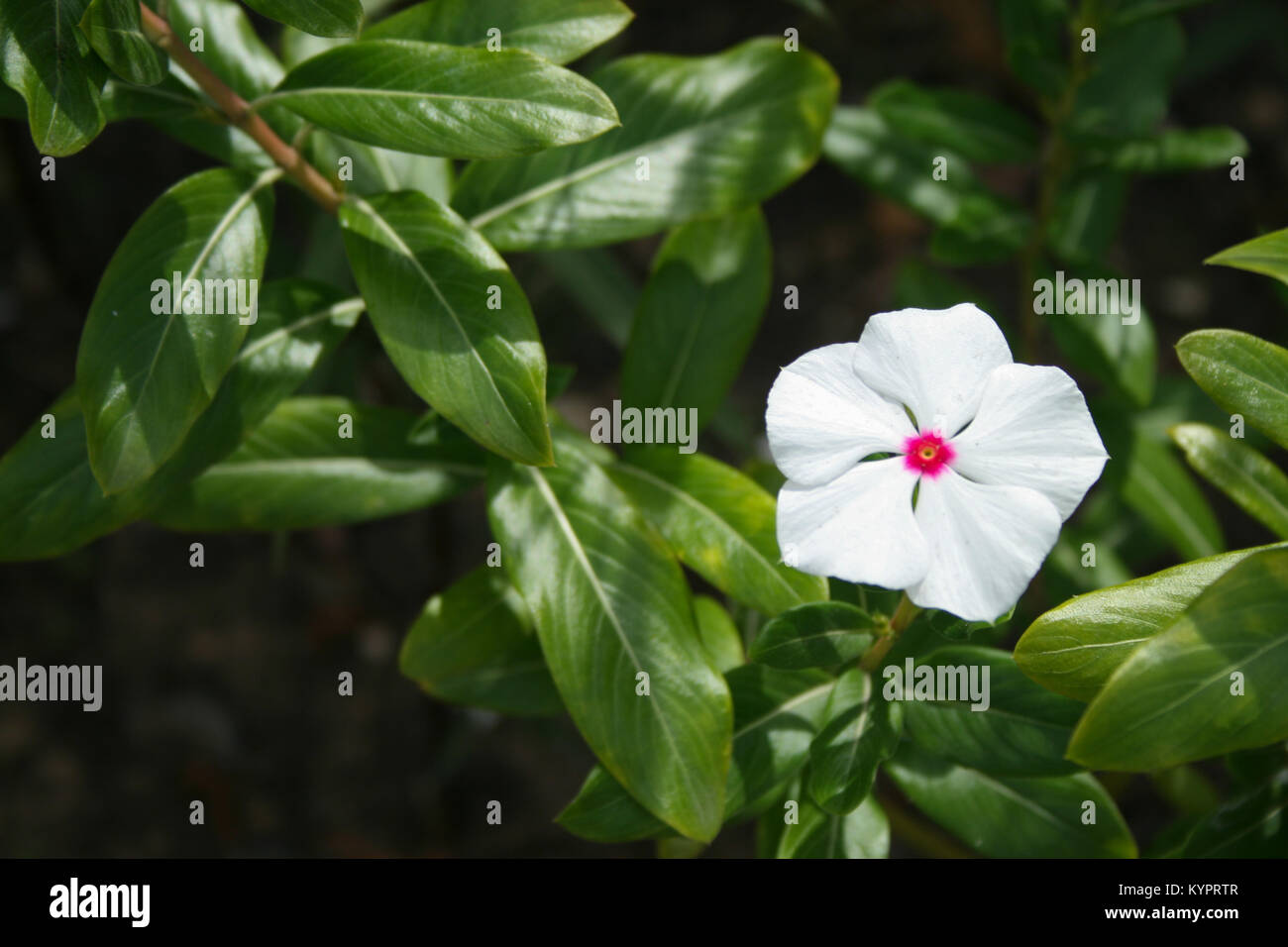 Fleurs blanches tropicales sur l'île des Caraïbes St Martin Photo Stock -  Alamy
