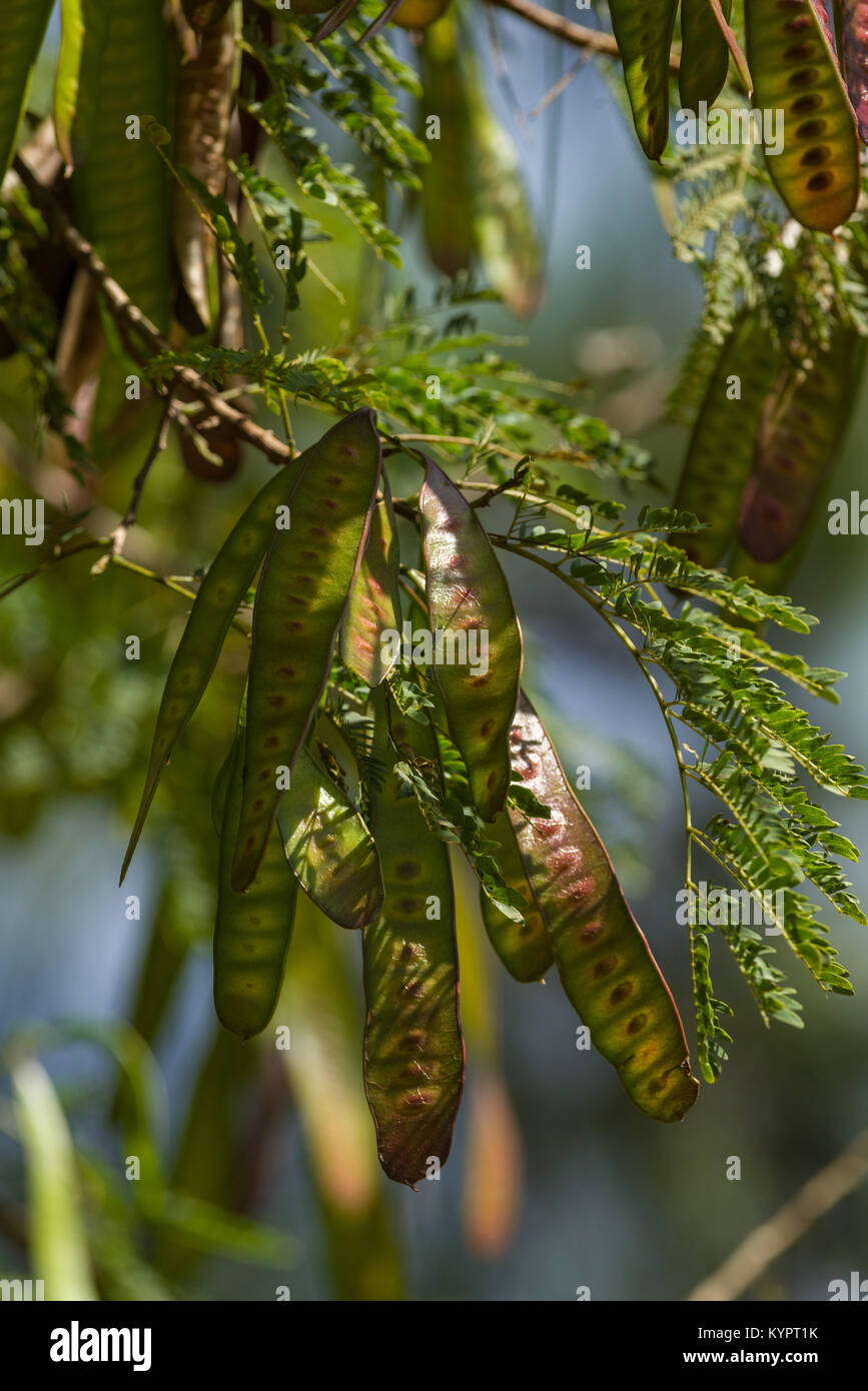 Les coupelles de semences d'un acacia ou Vachellia arbre, Kenya, Afrique de l'Est Banque D'Images