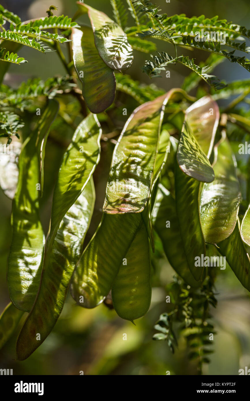 Les coupelles de semences d'un acacia ou Vachellia arbre, Kenya, Afrique de l'Est Banque D'Images