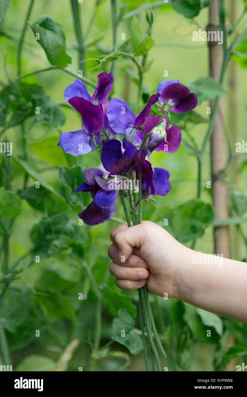 Enfant tenant petit bouquet de fleurs de pois sucré Banque D'Images