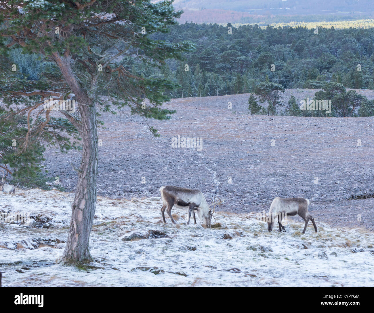 En quête de deux rennes les Cairngorms Banque D'Images