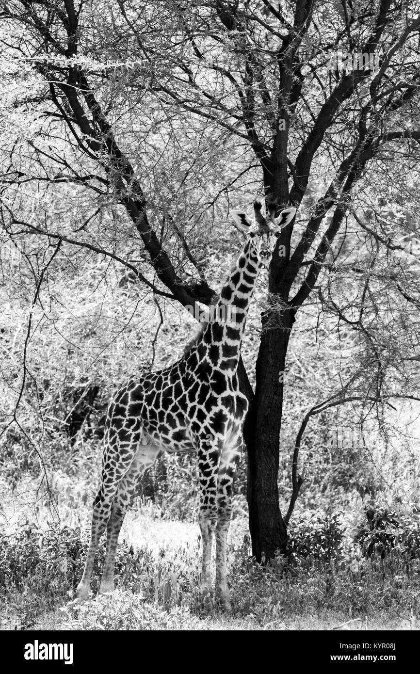 La Girafe (Giraffa), espèce d'ongulés artiodactyles (à l'Afrique, le plus grand mammifère terrestre vivant les animaux et la plus grande partie des ruminants, le Big Fiv Banque D'Images