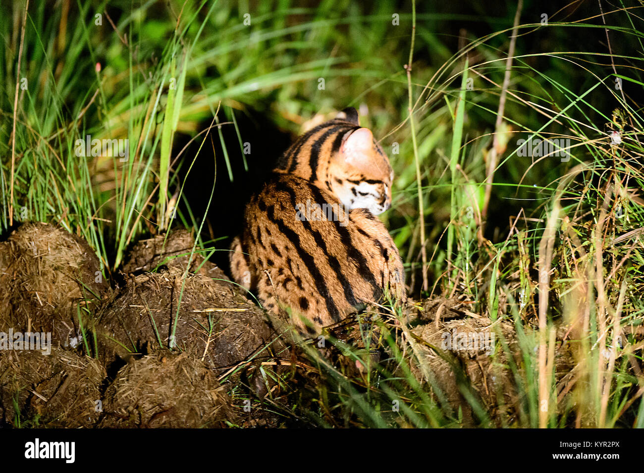 Chat-léopard (Prionailurus bengalensis), Tabin, Bornéo, Sabah, Malaisie Banque D'Images