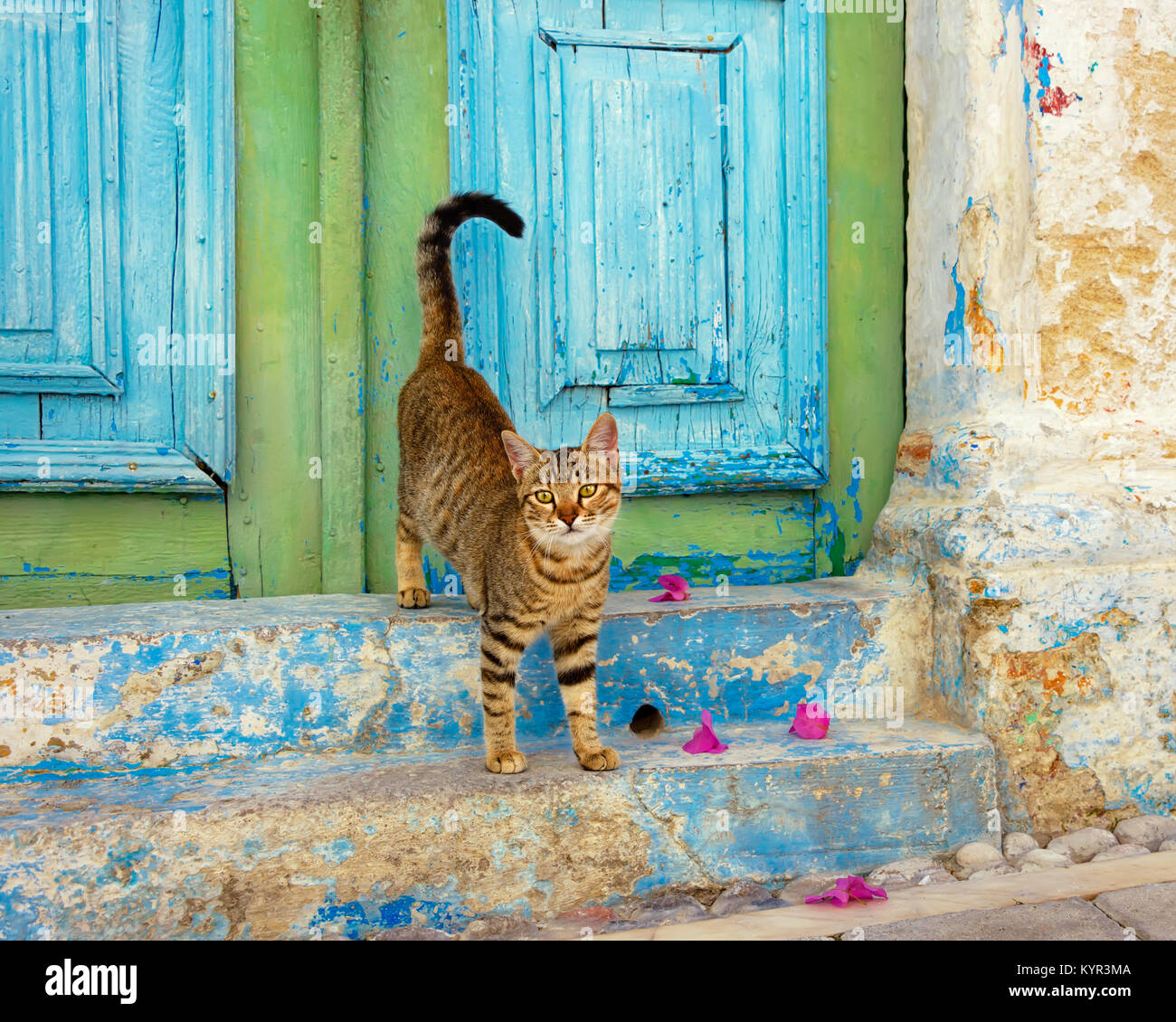 Brown Tabby cat kitten debout sur les escaliers en face d'une vieille porte en bois, peint en couleur, sur l'île grecque de Rhodes, Dodécanèse, Grèce, Europe Banque D'Images