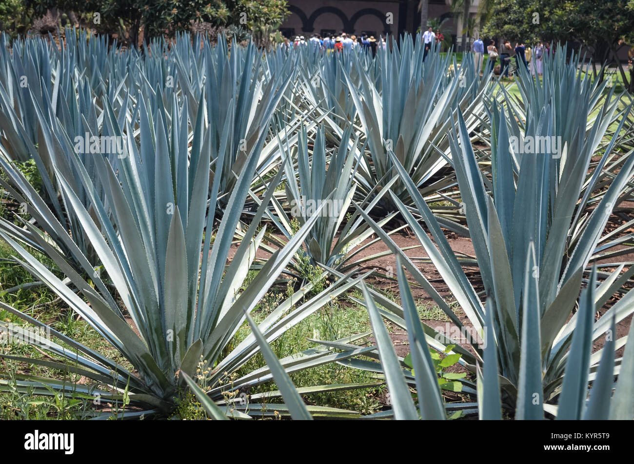 Plantation d'agaves bleus, tequila, au Mexique. Banque D'Images