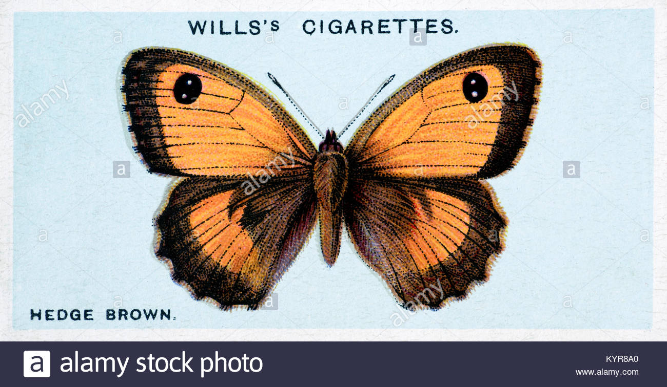 Hedge Brown (Gatekeeper) Butterfly, illustration vintage de 1927 Banque D'Images