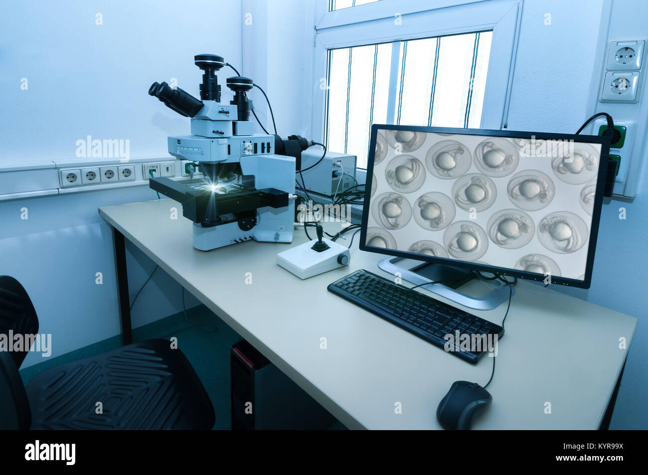 Microscope moderne station avec des embryons de poisson zèbre à l'écran Banque D'Images