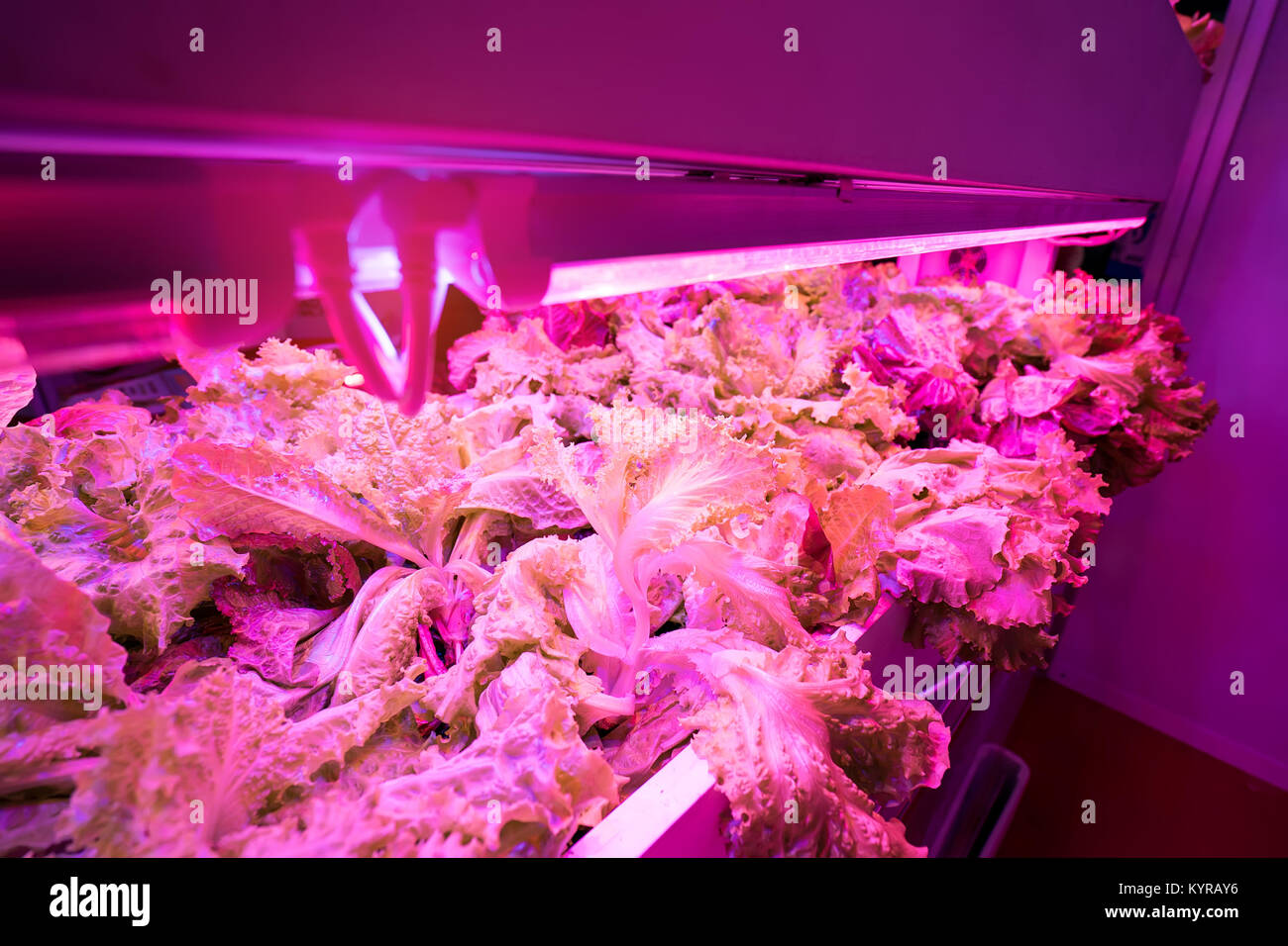 La culture hors-sol de légumes sous lumière artificielle Banque D'Images