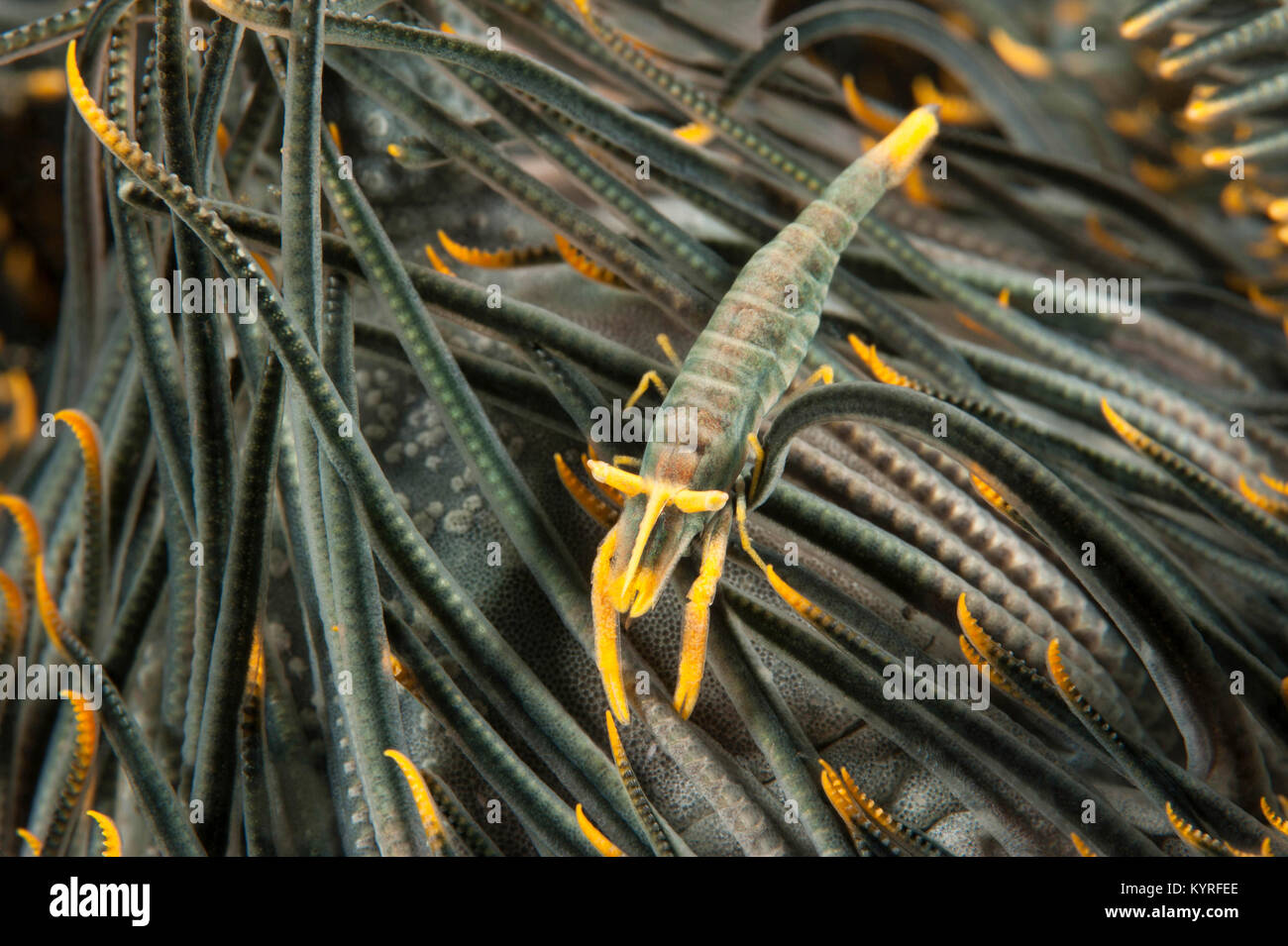 La crevette (Laomenes amboinensis) sur le bras de crinoïde.. Banque D'Images