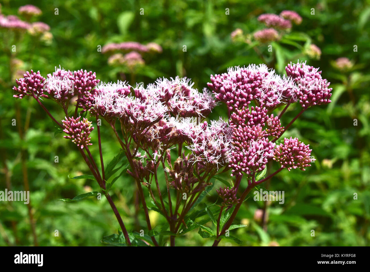 (Eupatorium cannabium Agrimony de chanvre), la floraison Banque D'Images