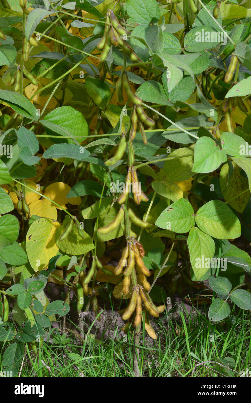 La fève de soja, le soja (Glycine max). Champ avec des gousses mûres Banque D'Images