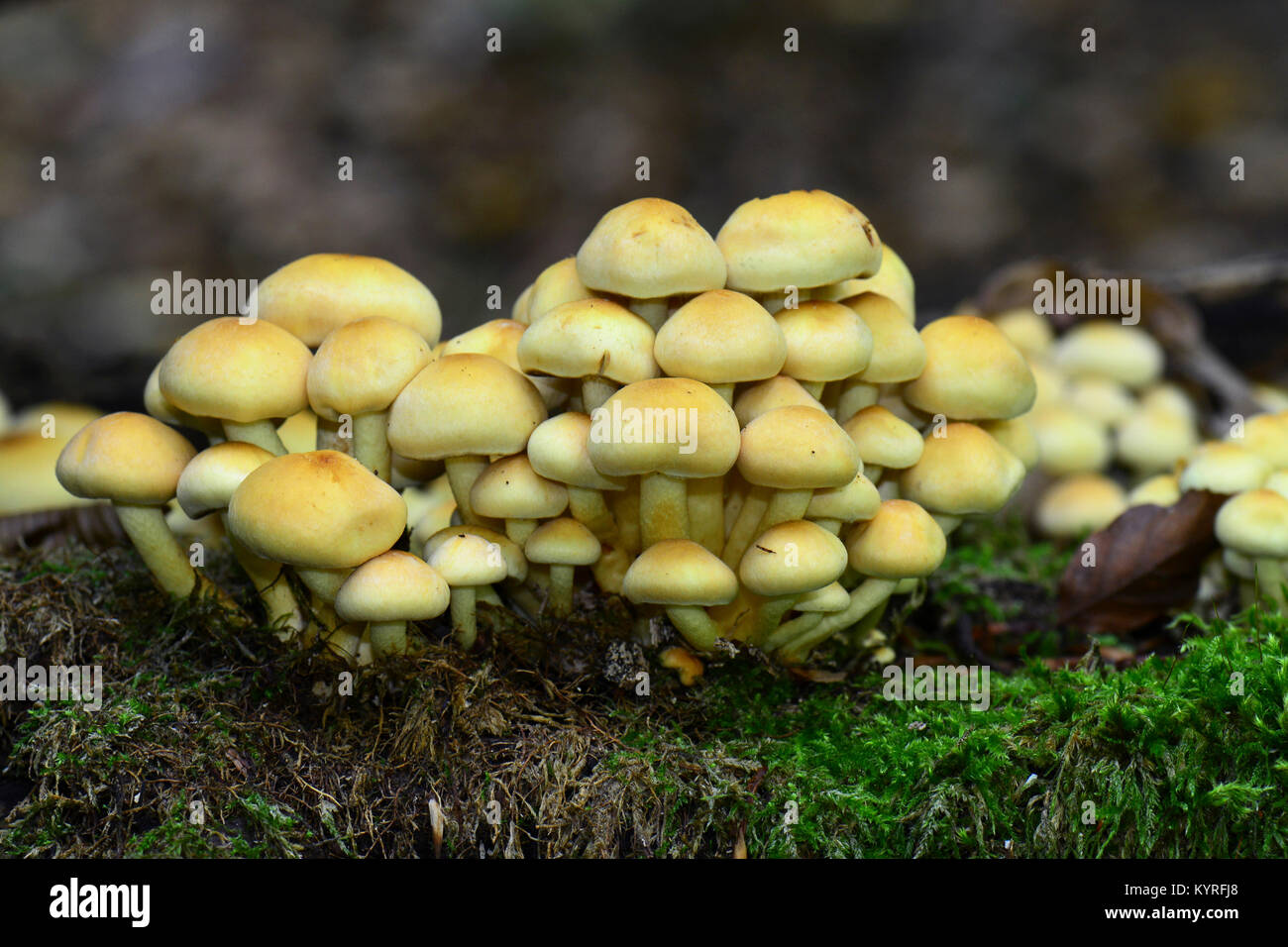 Touffe de conifères, fumé sans branchies Naematoloma (Psilocybe capnoides, Hypholoma capnoides) beaucoup d'organes de fructification de ce champignon comestible Banque D'Images
