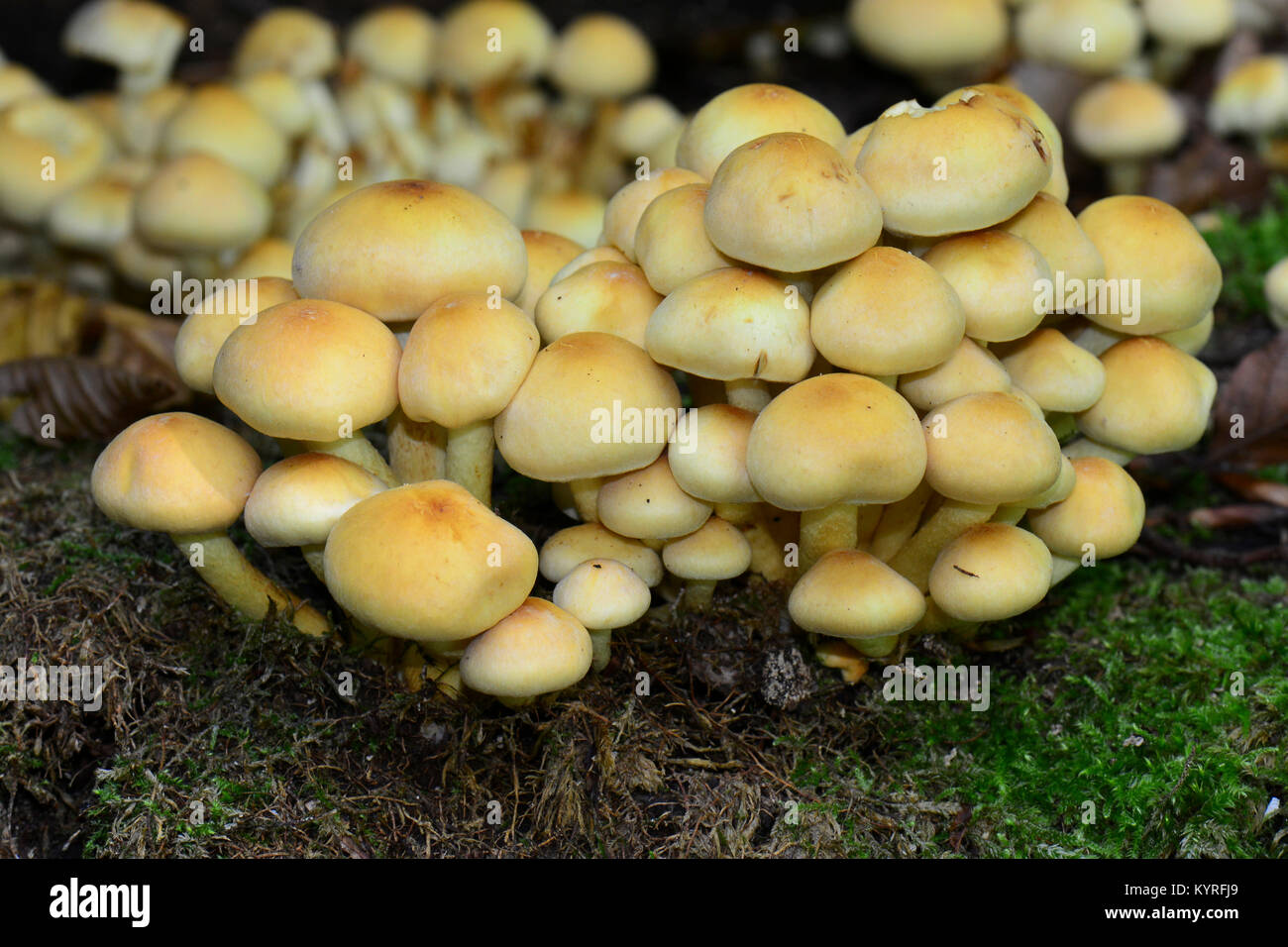 Touffe de conifères, fumé sans branchies Naematoloma (Psilocybe capnoides, Hypholoma capnoides) beaucoup d'organes de fructification de ce champignon comestible Banque D'Images