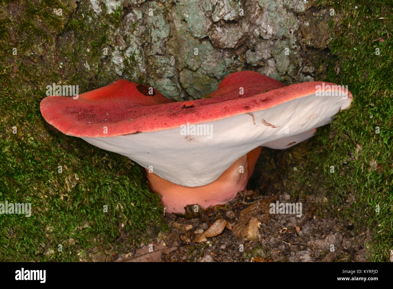 Émincé de champignon, champignon chêne rouillée (Fistulina hepatica), organe de fructification Banque D'Images