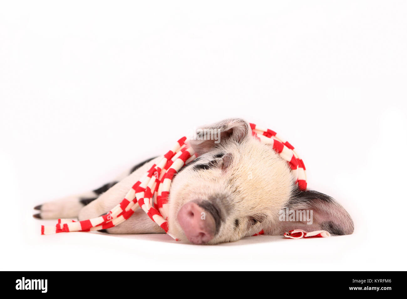 Porc domestique, Turopolje x ?. Porcinet (3 semaines) dormir, portant un foulard et blanc. Studio photo vu sur un fond blanc. Allemagne Banque D'Images