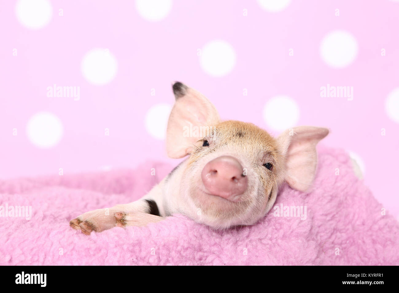 Porc domestique, Turopolje x ?. Porcinet (2 semaines) est posé sur une couverture rose. Studio photo sur un fond rose à pois. Allemagne Banque D'Images