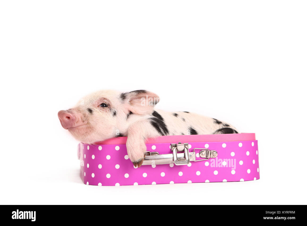 Porc domestique, Turopolje x ?. Porcinet (3 semaines) couché dans une valise rose à pois. Studio photo vu sur un fond blanc. Allemagne Banque D'Images