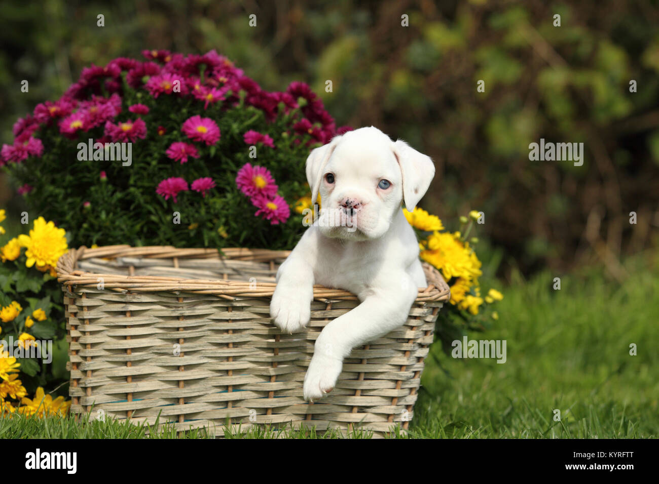 Boxeur allemand. Chiot blanc (6 semaines) dans un panier en osier à côté des fleurs. Allemagne Banque D'Images