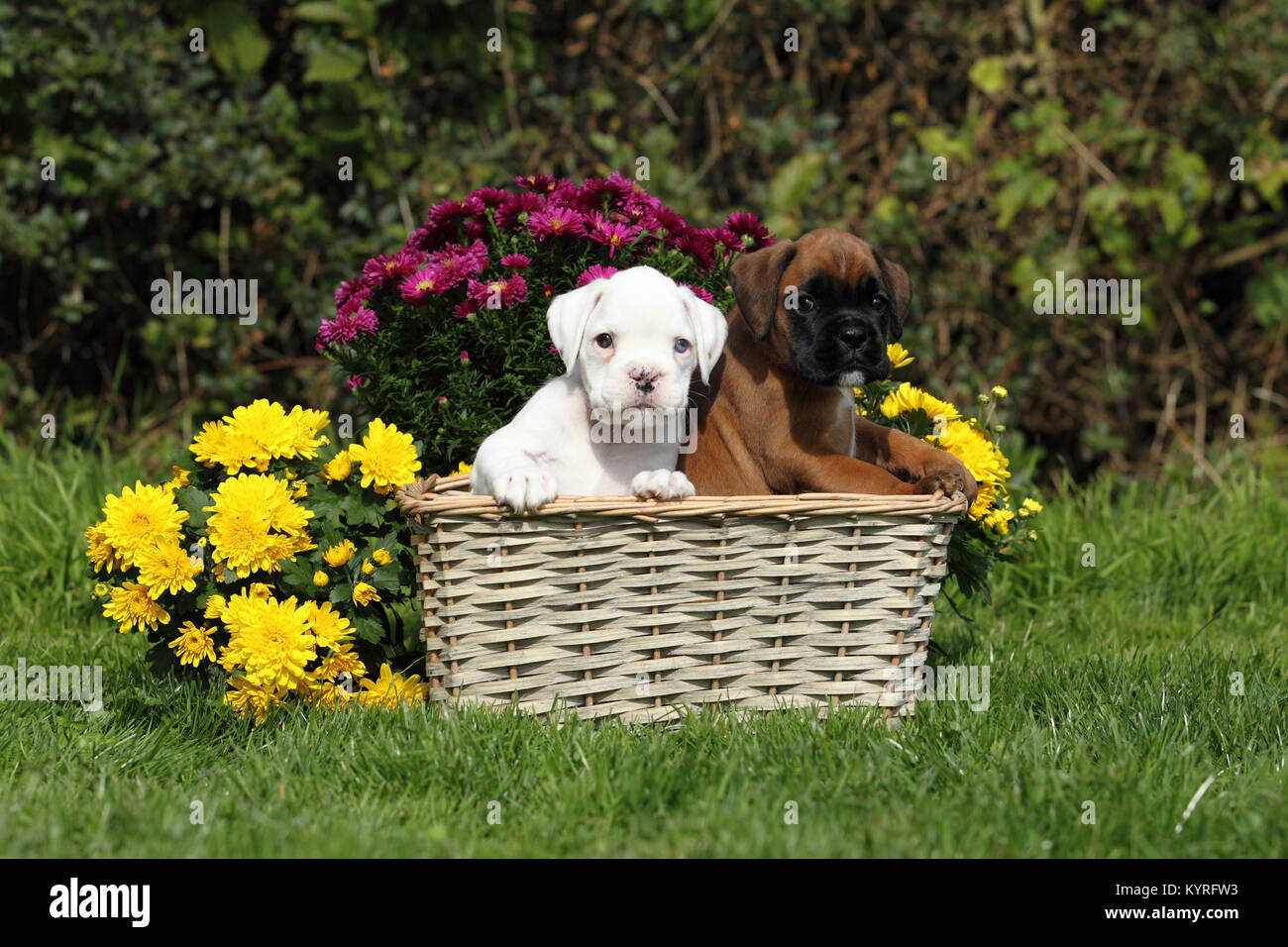 Boxeur allemand. Chiot blanc et tricolore (6 semaines) dans un panier en osier à côté des fleurs. Allemagne Banque D'Images