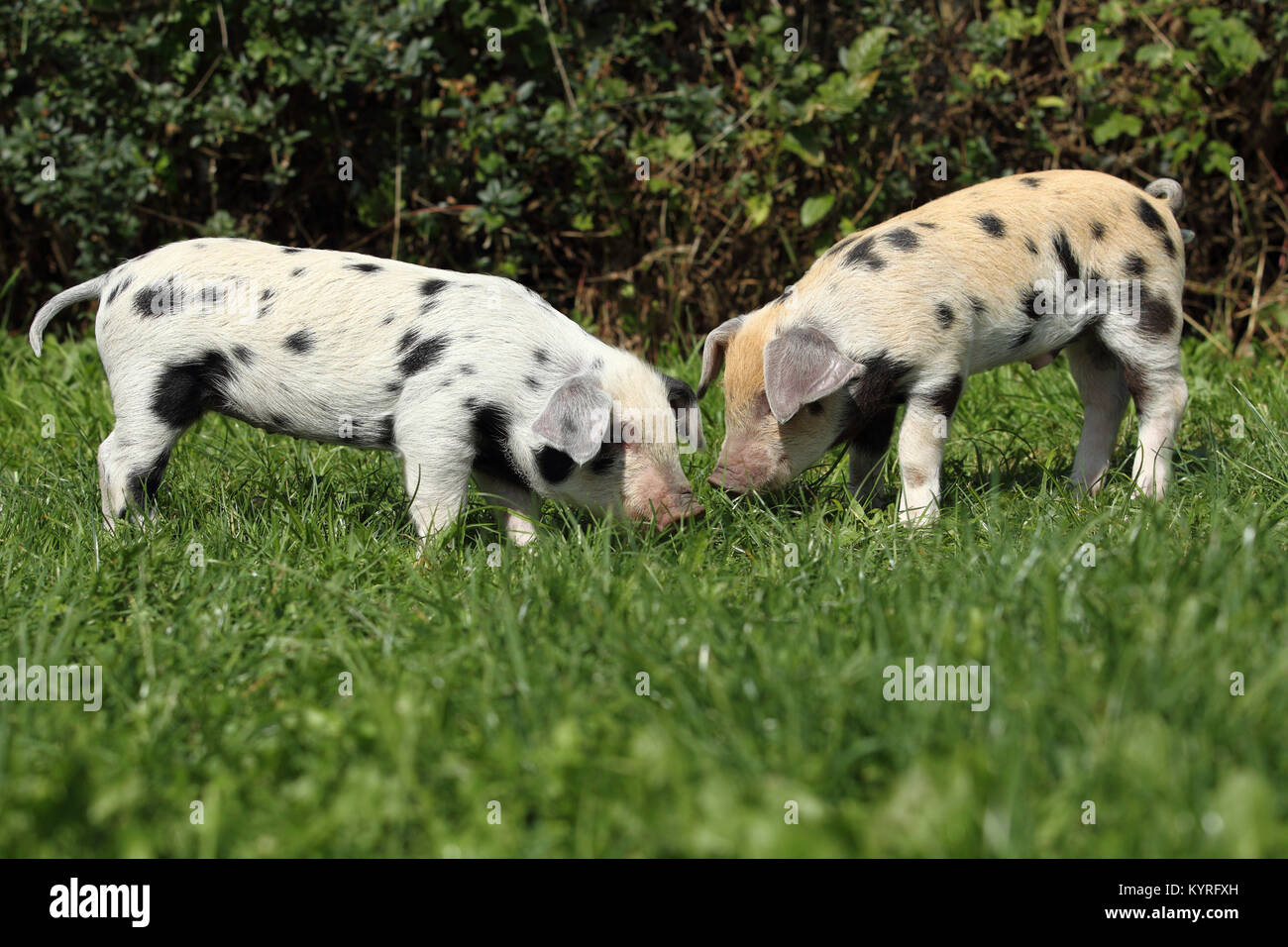 Porc domestique, Turopolje x ?. Deux porcelets (3 semaines) debout sur un pré. Allemagne Banque D'Images Porc domestique, Turopolje x ?. Deux porcelets (3 semaines) debout sur un pré. Allemagne Banque D'Images