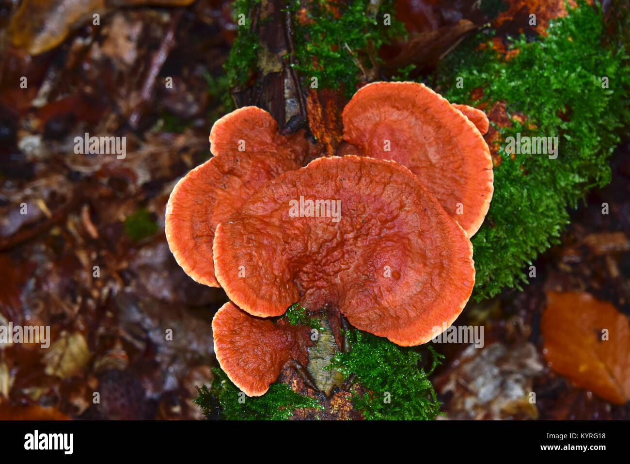 Le cinabre (Polyphore Pycnoporus cinnabarinus), un champignon saprophyte Banque D'Images