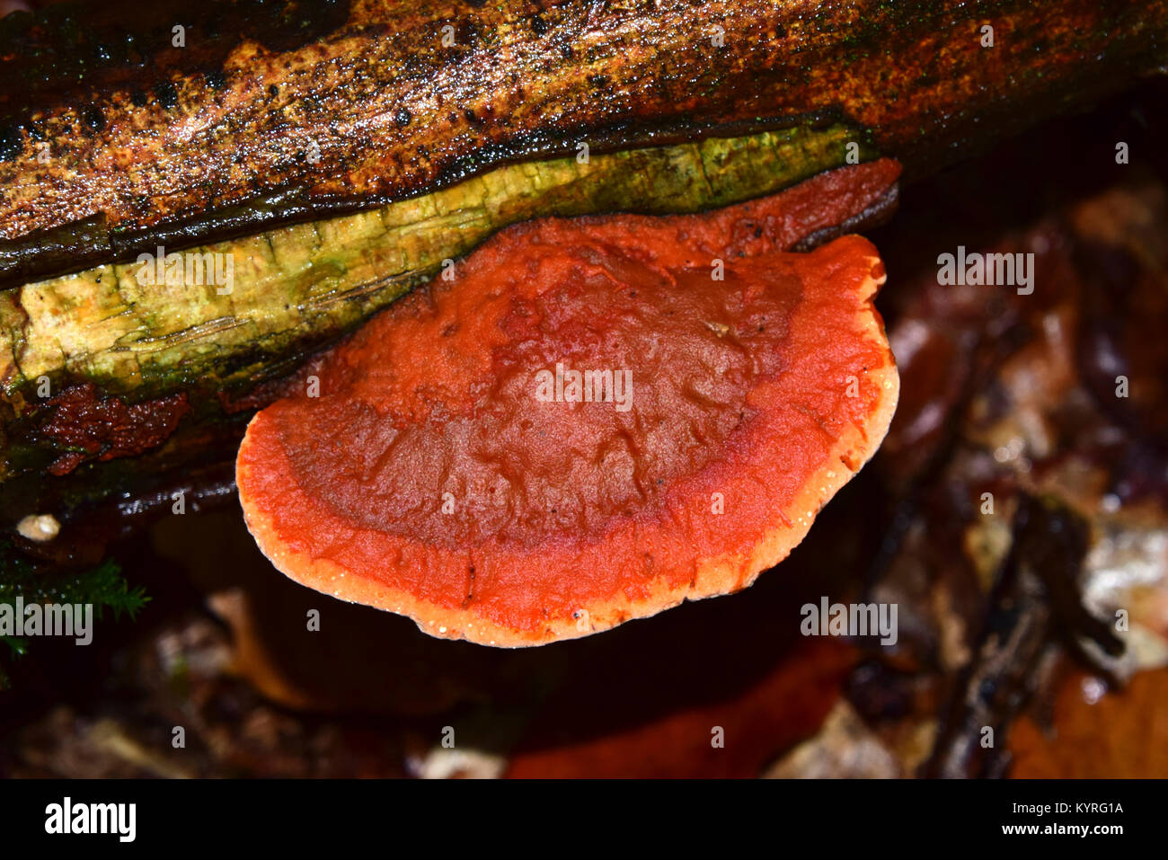Le cinabre (Polyphore Pycnoporus cinnabarinus), un champignon saprophyte Banque D'Images