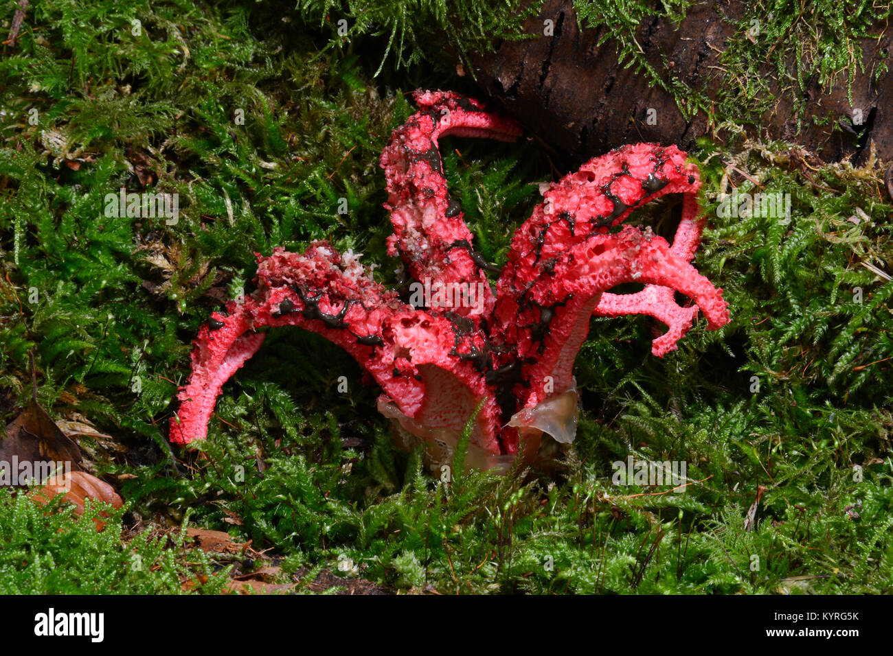 Phalle impudique, Octopus (Clathrus archeri géant Phalle impudique, Anthurus archeri). Les jeunes la fructification , armes couvertes avec les spores contenant slime Banque D'Images