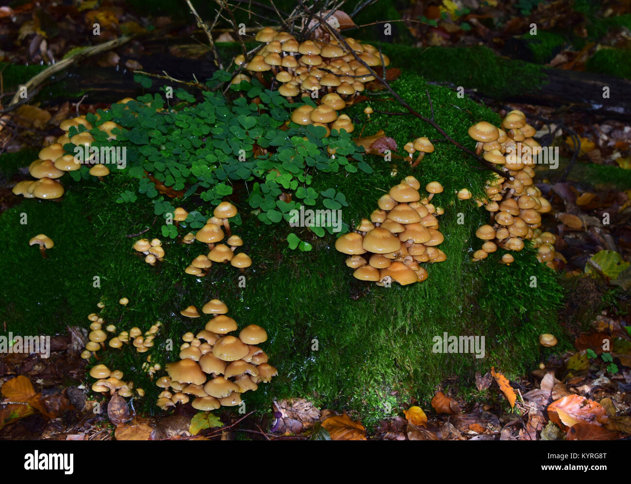 Deux tons Pholiota (Kuehneromyces mutabilis, Pholiota Mutabilis) Banque D'Images