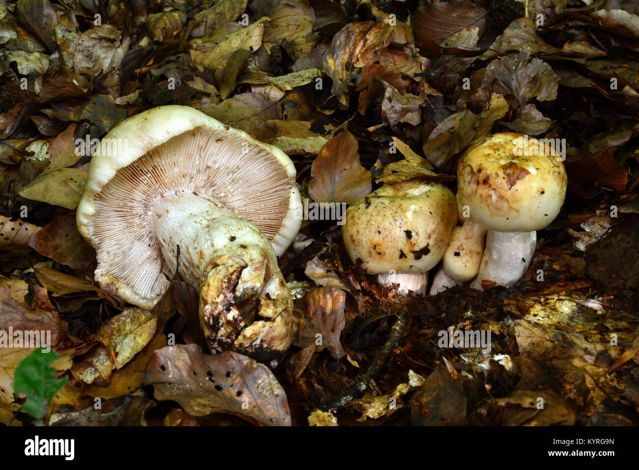 Russula foetens (Russula puant) Banque D'Images