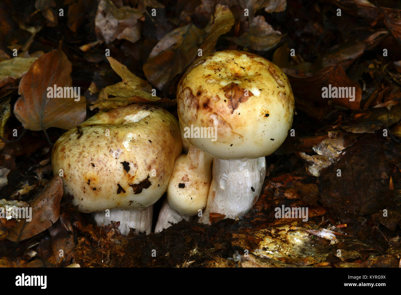 Russula foetens (Russula puant) Banque D'Images