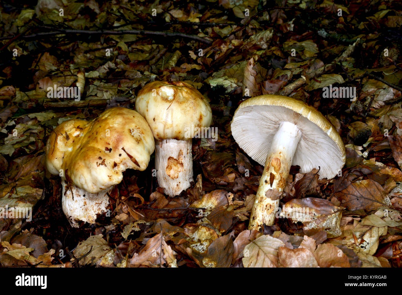Russula foetens (Russula puant) Banque D'Images