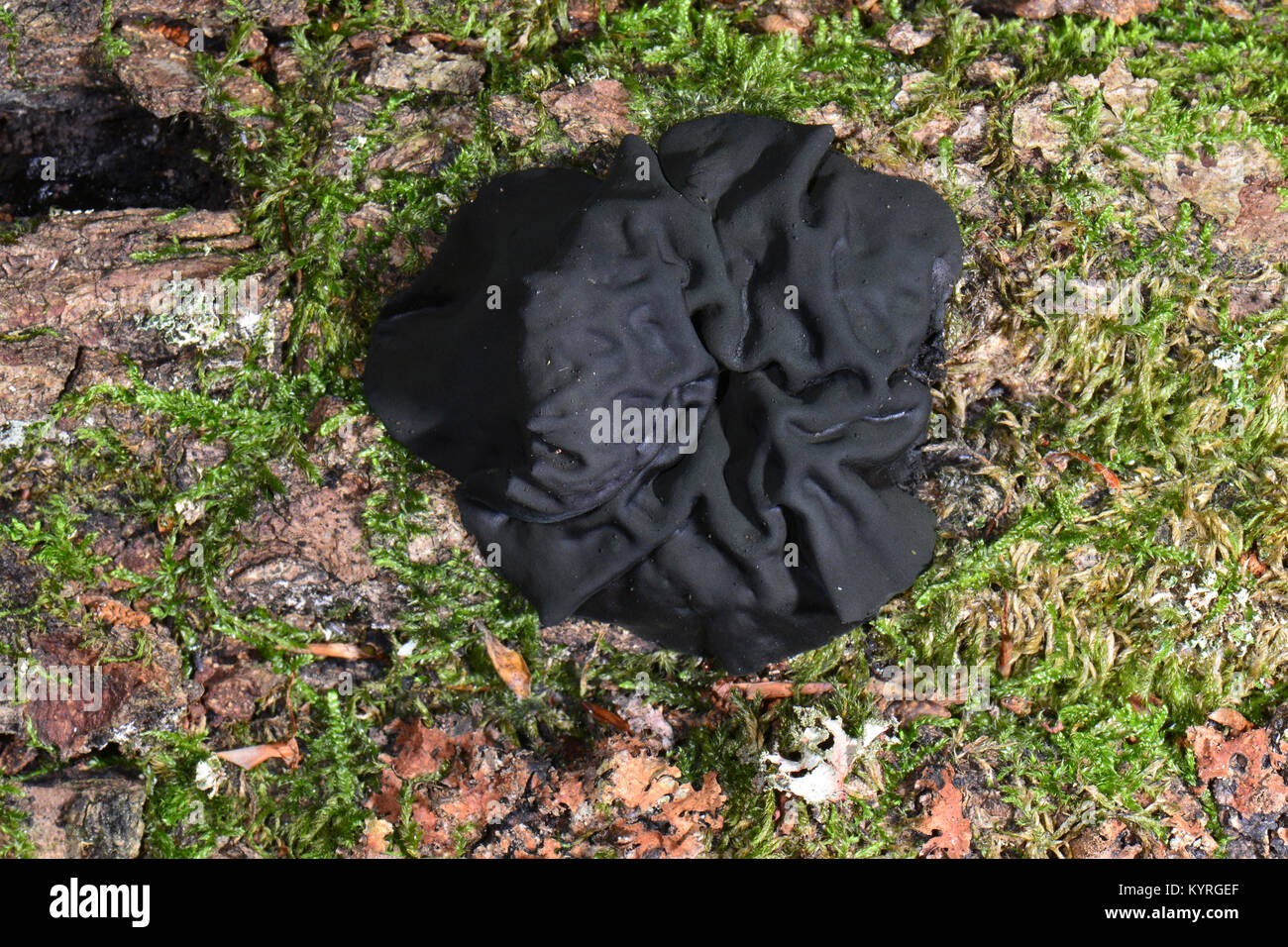 Bulgare (Bulgarie inquinans noir). Champignon poussant sur un rondin de bois mort Banque D'Images