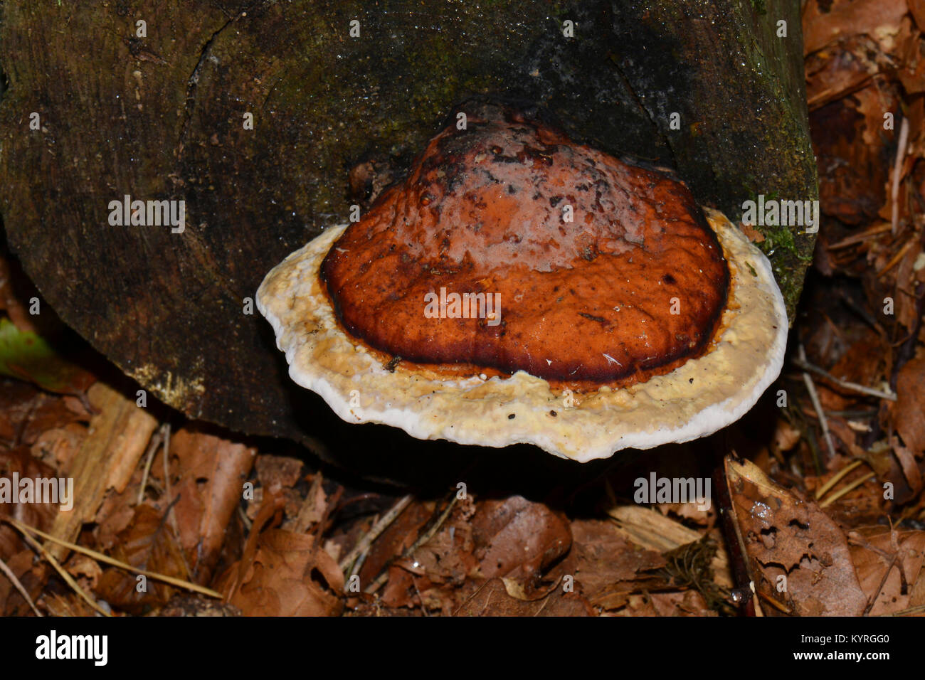 Bandes rouge polypore (Fomitopsis pinicola), l'anneaux autant montrant le processus de croissance Banque D'Images