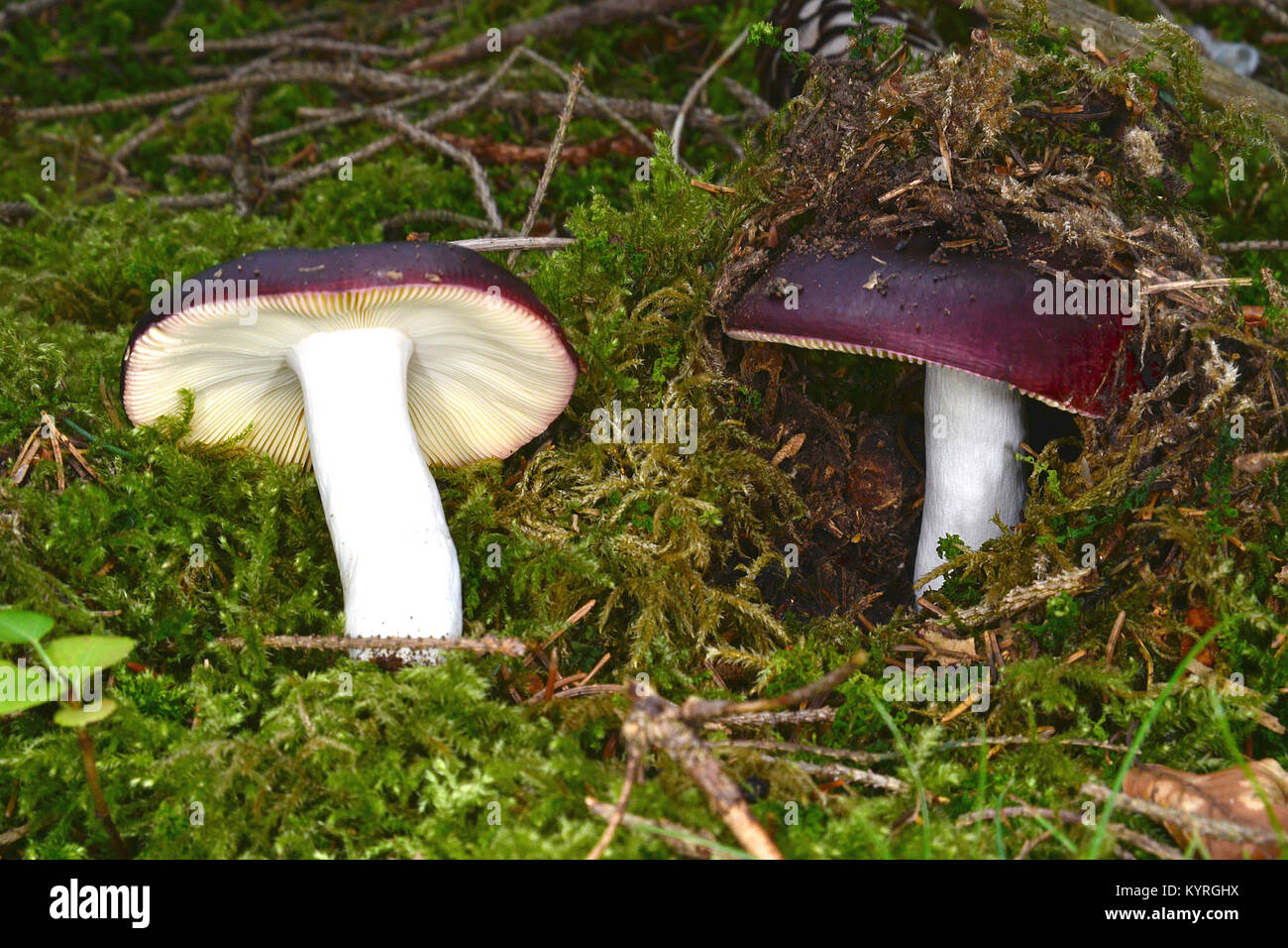 Violet pourpre noirâtre Russula, brittlegrille (Russula atropurpurea), organe de fructification sur beechforest Banque D'Images