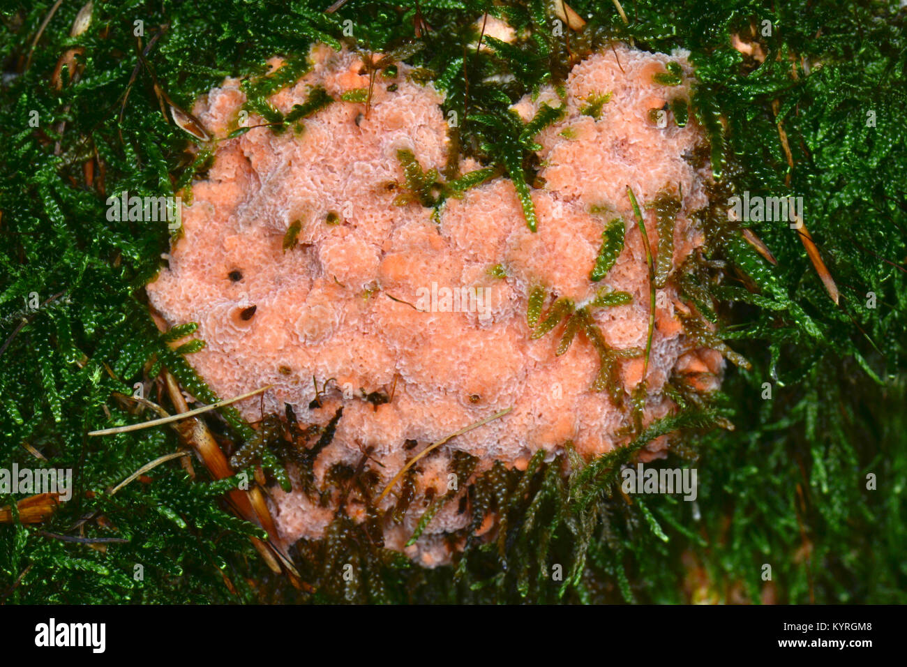 Phlebia merismoides croûte de champignons () sur un journal de mort Banque D'Images