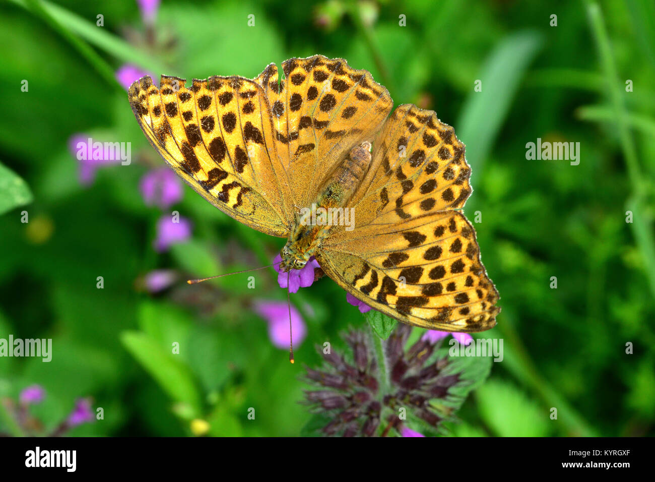 Silver-lavé fritillary (Argynnis paphia) papillon femelle , sur une fleur de basilic sauvage (Clinopodium vulgare) Banque D'Images