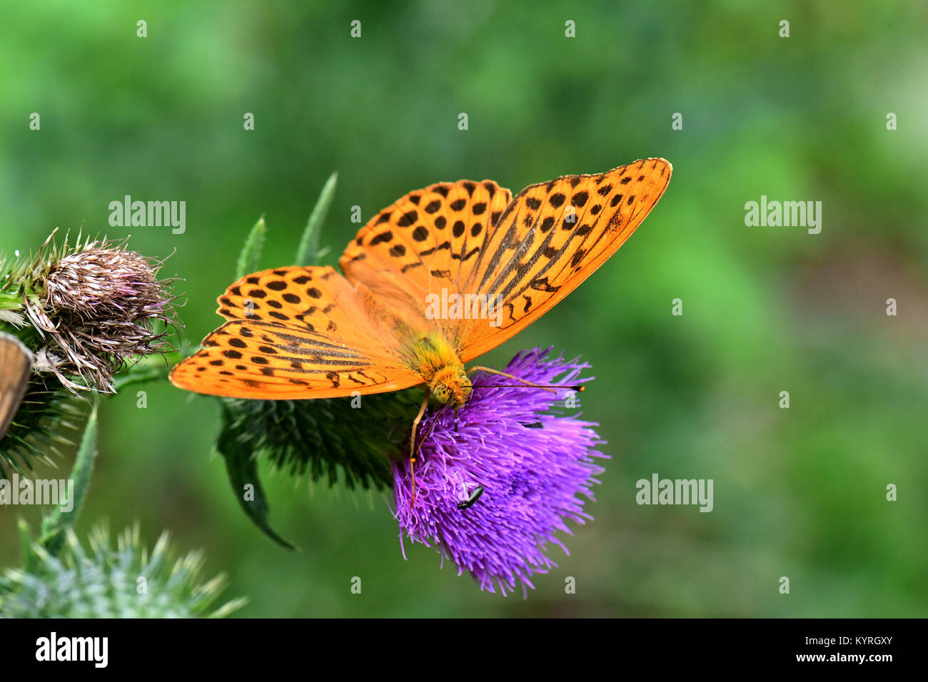 Silver-lavé fritillary (Argynnis paphia) papillon d'une fleur de chardon d'alimentation Banque D'Images