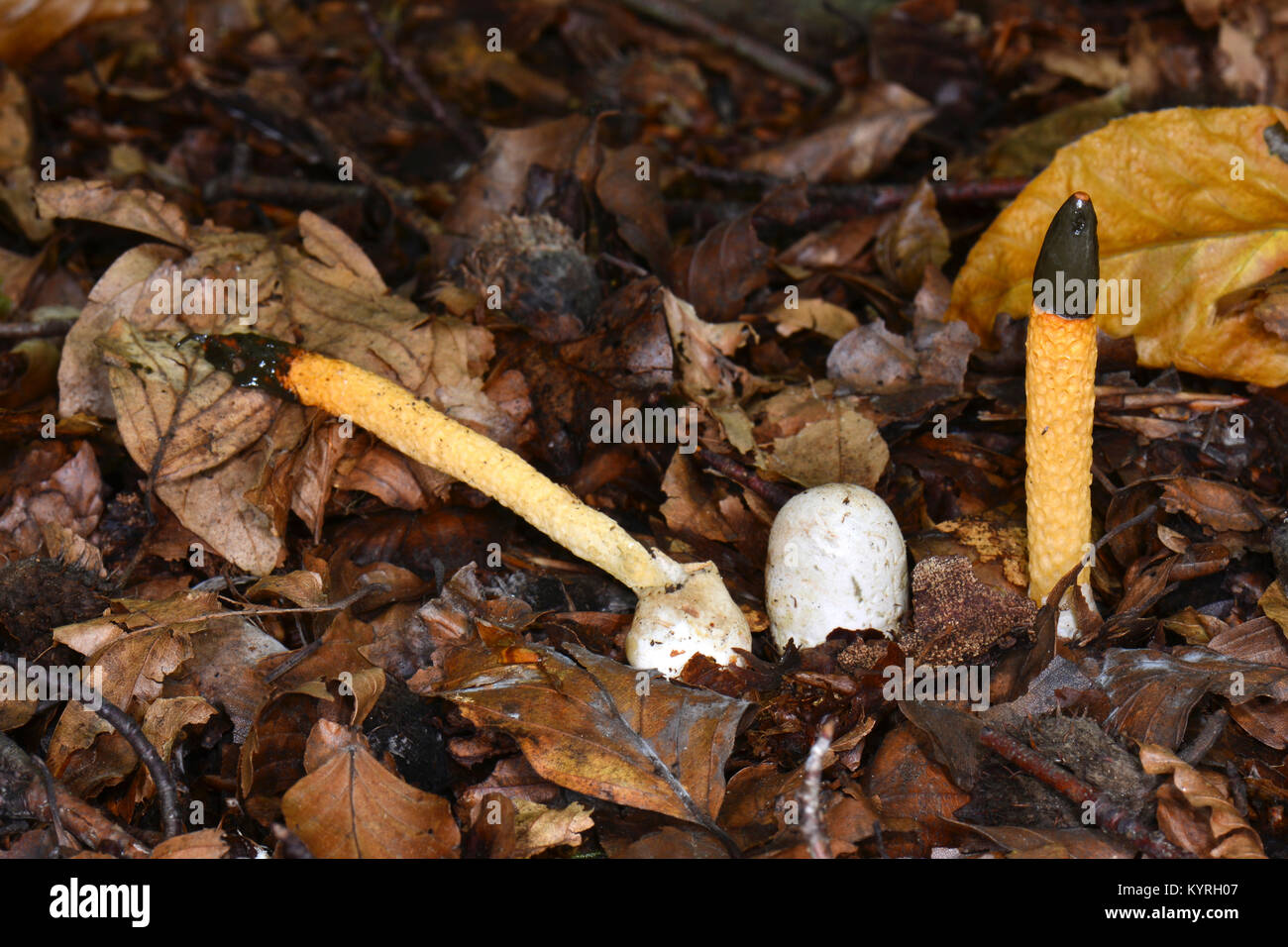 Phalle impudique Mutinus caninus (chien), les jeunes entre la capsule champignon des fructifications d'un aîné sur le sol forestier Banque D'Images