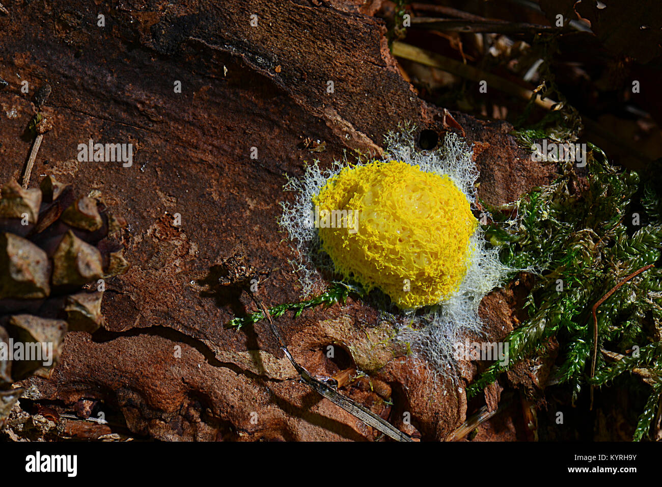 Vomi de chien (Fuligo septica myxomycètes) à même le sol forestier Banque D'Images