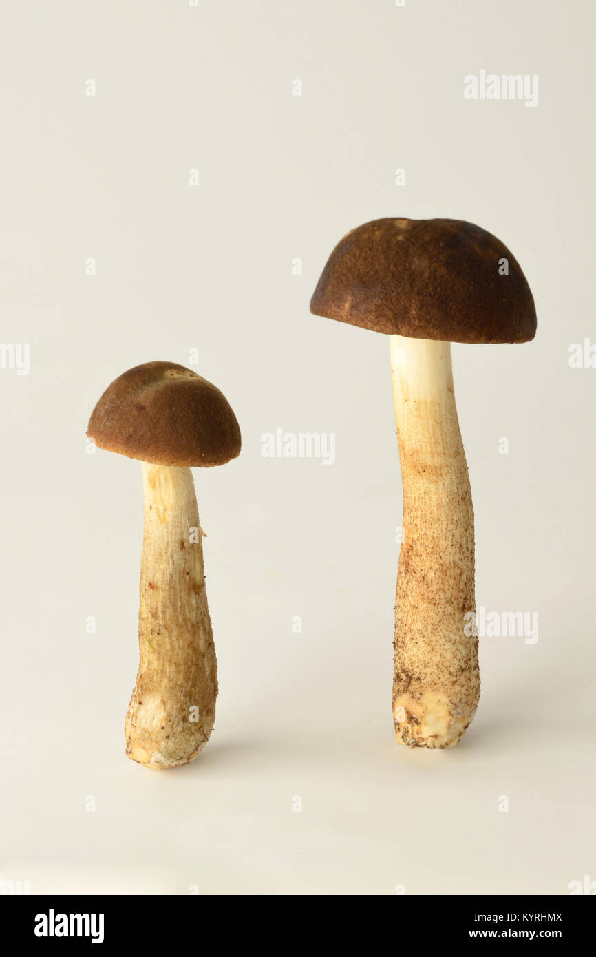 Le Guide des champignons (bolets de bouleau), deux petits Banque D'Images