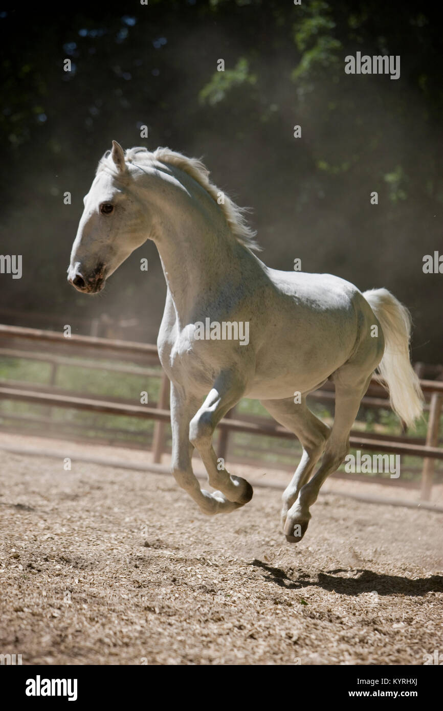 Cheval lipizzan. L'étalon gris un cheval au galop sur place. Allemagne Banque D'Images