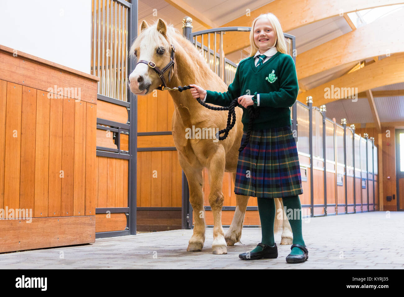 Poney Welsh Mountain, Section A. Girl conduisant un hongre palomino dans une étable lane. Allemagne Banque D'Images