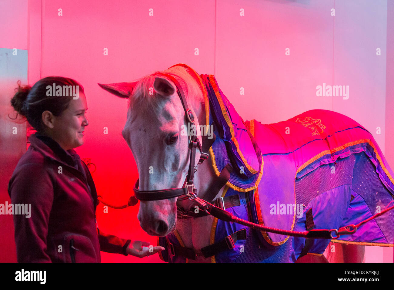 Cheval de Hanovre. Jument grise dans un solarium cheval, portant une couverture pour la thérapie magnétique. Grande-Bretagne Banque D'Images
