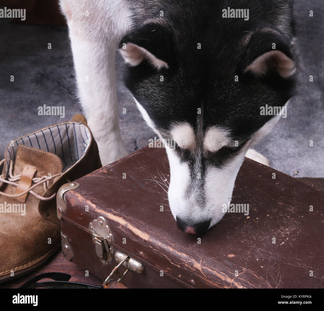 Chien renifle de la drogue ou de bombe dans une assurance. Banque D'Images