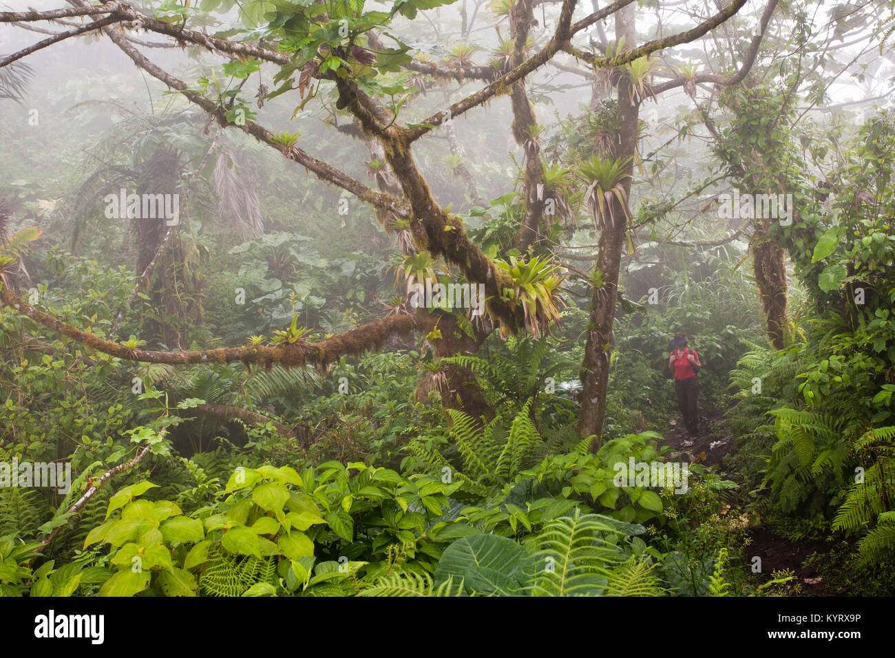 Pays-Bas, Windwardside, Île de Saba, Caraïbes néerlandaises. Parc national du Mont Volcano. Point le plus élevé ( 887 mètres ) dans le pays. Femme randonnée. Banque D'Images